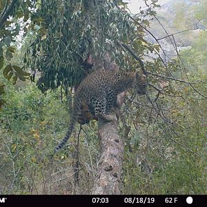 Trail Cam Pictures of Leopard in Zimbabwe