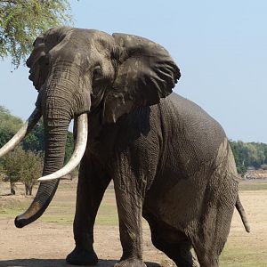 Elephant Zimbabwe