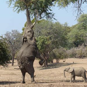 Elephant Zimbabwe