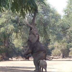 Elephant Zimbabwe