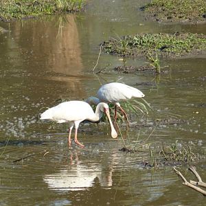 African Spoonbill Zimbabwe