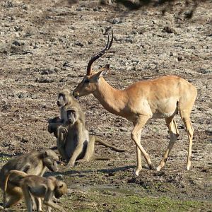 Impala Zimbabwe