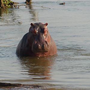 Hippo Zimbabwe