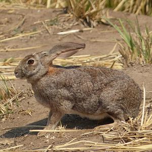 Hare Zimbabwe