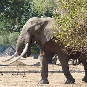 Elephant Zimbabwe