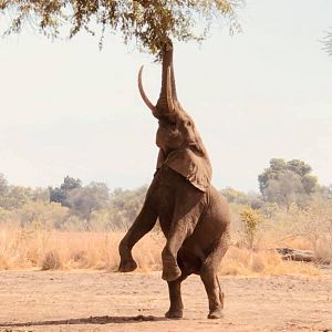 Elephant Zimbabwe