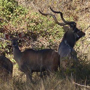 Kudu Zimbabwe