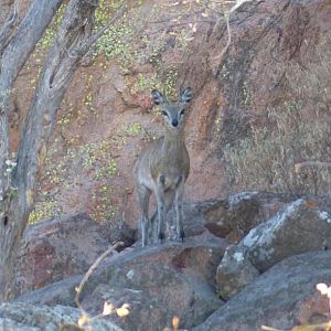 Klipspringer Zimbabwe