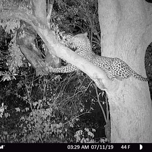 Leopard Trail Cam Pictures Zimbabwe