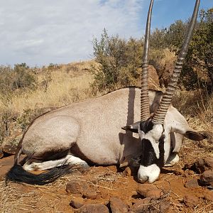 Gemsbok Hunt South Africa