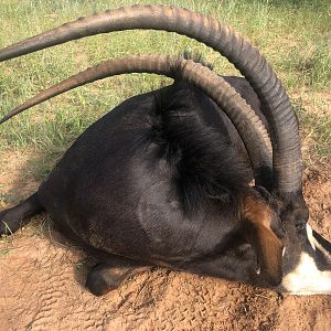 Sable Hunting South Africa