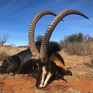 Hunt Sable Antelope in South Africa