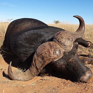 South Africa Hunting Buffalo