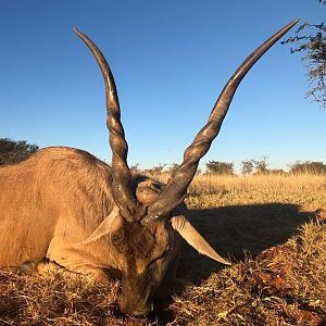 South Africa Hunt Eland