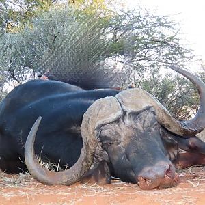 Buffalo Hunt South Africa