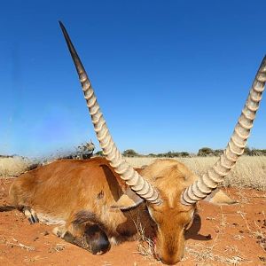 Hunting Red Lechwe in South Africa