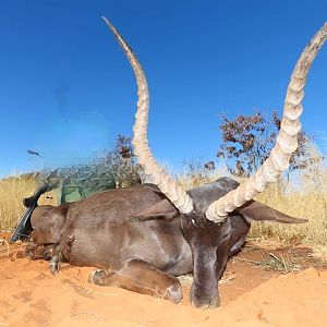 Hunt Black Impala in South Africa