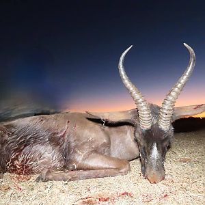 Black Springbok Hunting South Africa