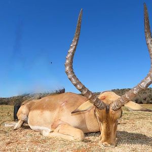 South Africa Hunting Impala