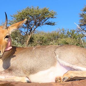 South Africa Hunt Mountain Reedbuck