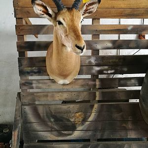 Impala Shoulder Mount Taxidermy