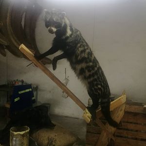 Civet Shoulder Mount Taxidermy