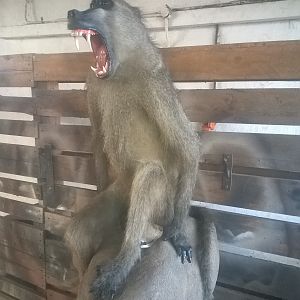 Baboon Full Mount Taxidermy