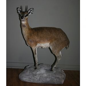 Klipspringer Full Mount Taxidermy