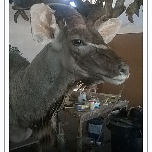 Kudu Shoulder Mount Taxidermy