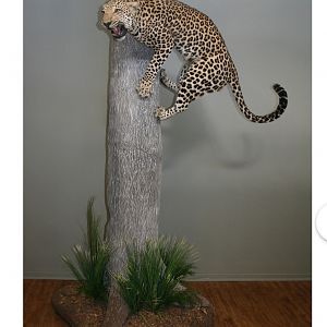 Leopard Full Mount Taxidermy