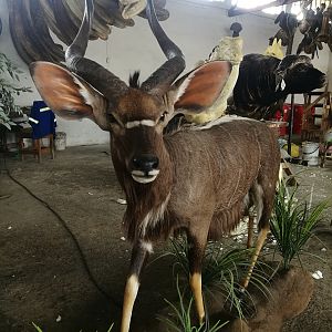 Nyala Full Mount Taxidermy