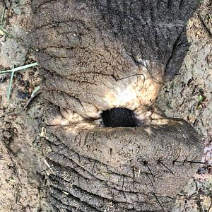 Hunting Elephant in Zimbabwe