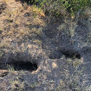 Anti-poaching Patrols Zimbabwe