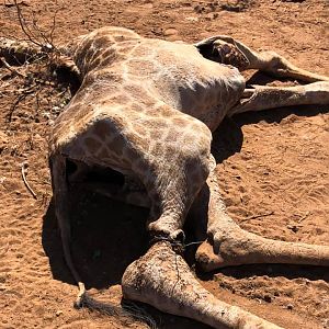 Anti-poaching Patrols Zimbabwe