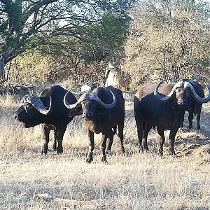 Cape Buffalo Herd South Africa