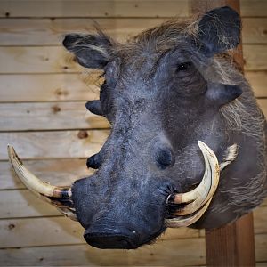 Warthog Shoulder Mount Taxidermy