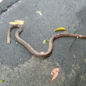 Hunting King Cobra in Indonesia