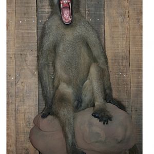 Baboon Full Mount Taxidermy