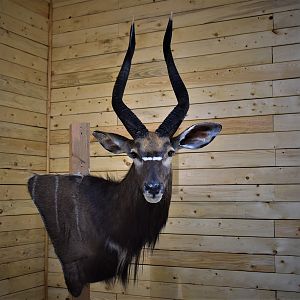 Nyala Wall Mount Taxidermy