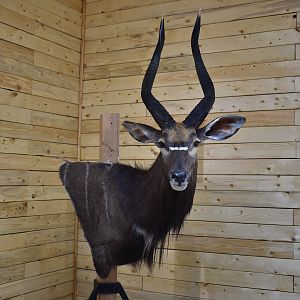 Nyala Wall Mount Taxidermy