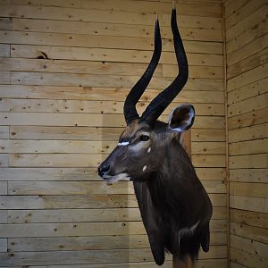 Nyala Wall Mount Taxidermy