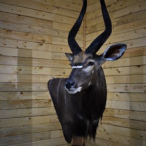 Nyala Wall Mount Taxidermy