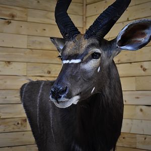 Nyala Wall Mount Taxidermy