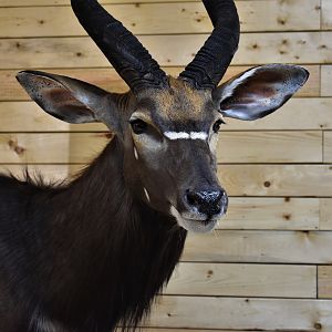 Nyala Wall Mount Taxidermy