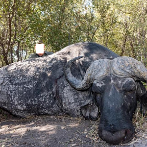 Namibia Hunt Cape Buffalo