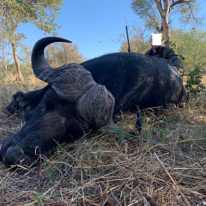 Buffalo Hunting Namibia