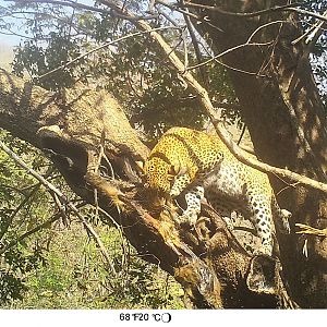 Trail Cam Pictures of Leopard in Zambia