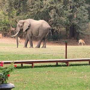 Elephant & Impala's at the lodge Zambia