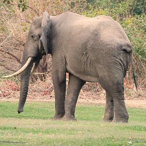 Elephant & Impala's at the lodge Zambia