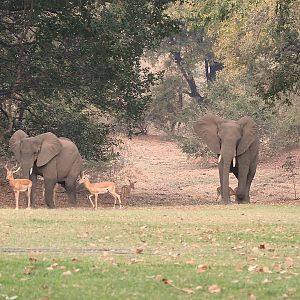 Elephant & Impala's at the lodge Zambia